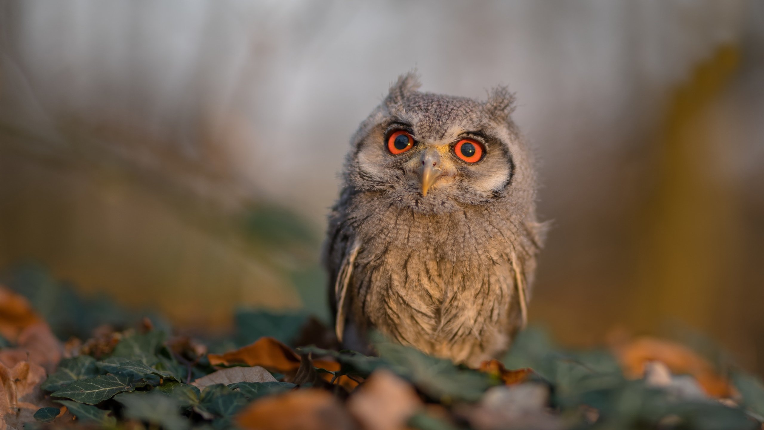 kaiyun官方网站-“篮球梦想家”青少年创新创业大赛在上海开赛，助推青训产业发展