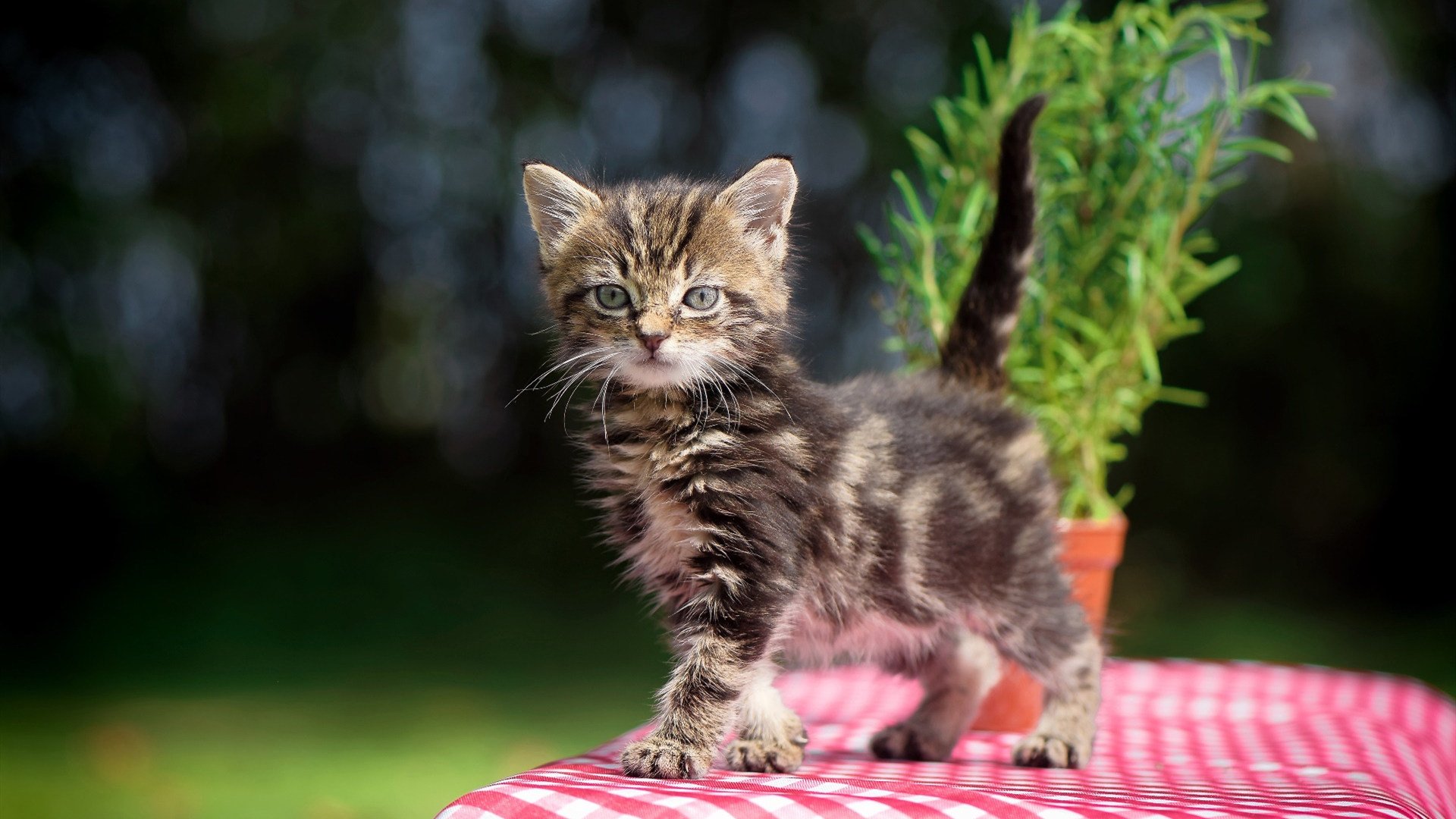 中国瑜伽协会与印度瑜伽联盟签署合作协议，中印瑜伽培训联盟