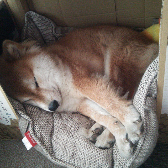 全国青少年足球比赛实现“智慧裁判+云端直播”，行业迈入新时代