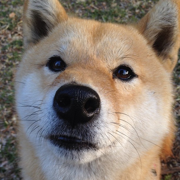 史上最“疯狂”的盖帽集,谁的防守最炸裂?,精彩盖帽集锦