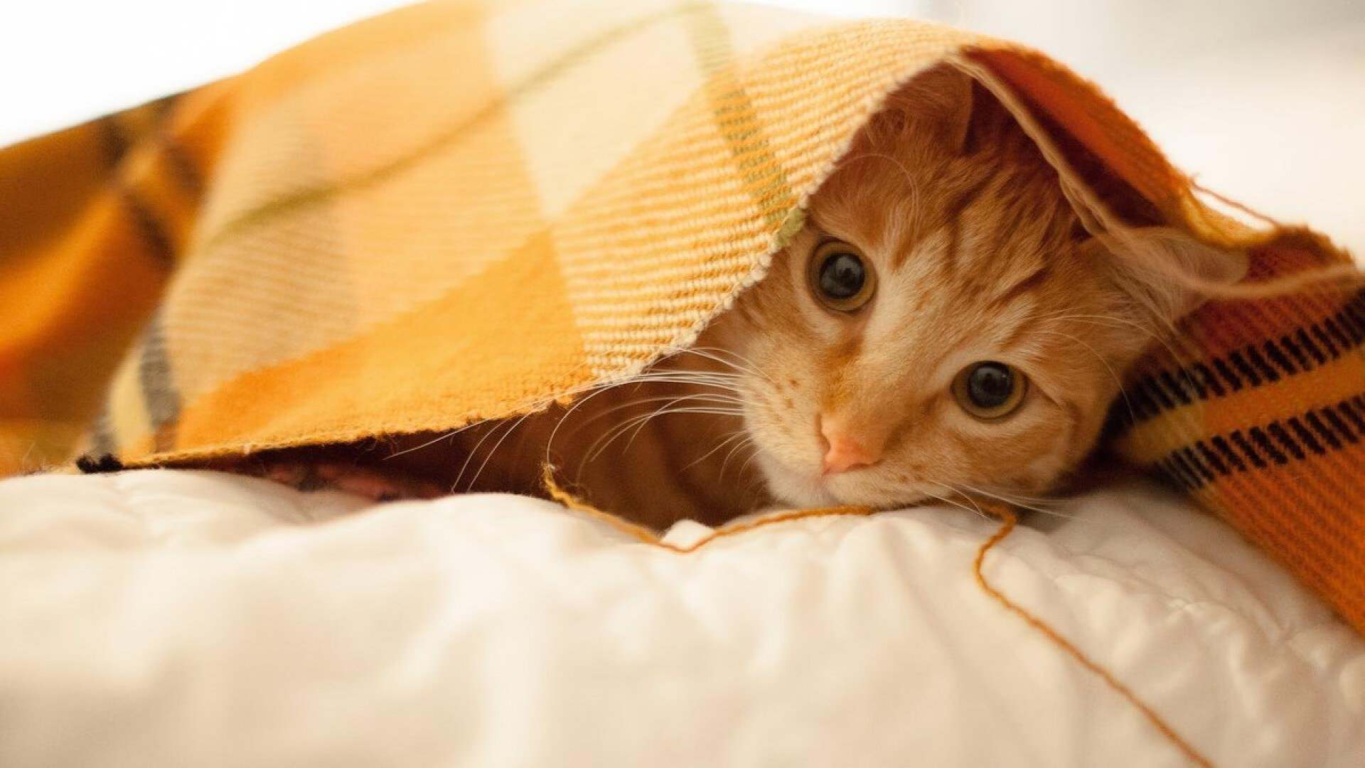 开云·体育官网APP下载-德甲精彩，球迷留言支持不断，德甲贴吧